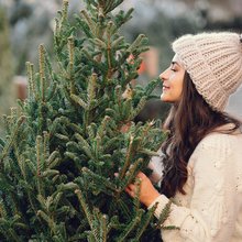 Η μυρωδιά του πεύκου έχει αποκτήσει σχεδόν... μυθικό κύρος ως φυσικό αντικαταθλιπτικό, ένα άρωμα που μπορεί να μεταμορφώσει τη διάθεση μέσα σε δευτερόλεπτα / SHUTTERSTOCK