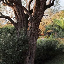 Δέντρο σε κήπο 