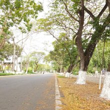 άσπρα δέντρα στους δρόμους