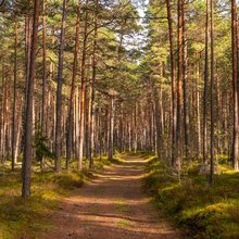 Δάσος στην Εσθονία