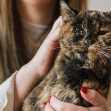 Η Flossie είναι η γηραιότερη γάτα στον κόσμο