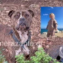 To πίτμπουλ και το παιδί που έχασε τη ζωή του από την επίθεσή του