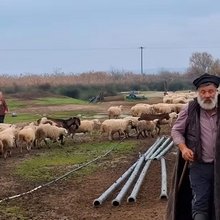 βοσκός εγκεφαλικό πρόβατα ευλογιά