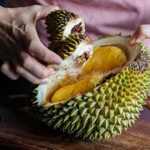 Το φρούτο ντουριάν είναι μια από τις πιο διχαστικές γαστρονομικές εμπειρίες στον κόσμο / SHUTTERSTOCK