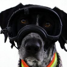 Ειδικά γυαλιά που θυμίζουν εξοπλισμό σκι, τοποθετημένα στο κεφάλι σκύλων, βοήθησαν επιστήμονες να απαντήσουν σε ένα ερώτημα που απασχολεί σχεδόν κάθε κηδεμόνα κατοικίδιου / PEXELS