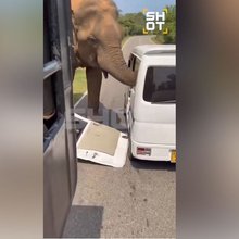 Ελέφαντας Σρι Λάνκα