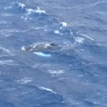 Η φάλαινα που εμφανίστηκε στα ανοιχτά της Καλύμνου