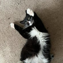 Ο απίθανος viral γάτος Novo