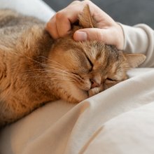 Γάτα κοιμάται πάνω σε άνθρωπο