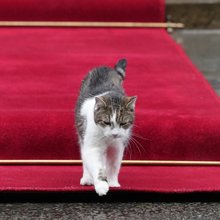 Ο Λάρι, ο γάτος της Ντάουνινγκ