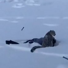 Λεοπάρδαλη του χιονιού δάγκωσε γυναίκα στο πρόσωπο