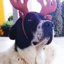 Ο σκύλος στην Τουρκία που βρήκε τραγικό θάνατο 