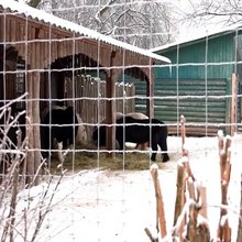 Zωολογικός κήπος Κίεβο