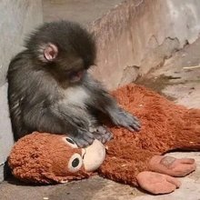 O μικρός πίθηκος που κοιμάται αγκαλιά με λούτρινο ουρακοτάγκο επειδή τον εγκατέλεψει η μητέρα του 