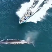 Η στιγμή της σύγκρουσης του αλιευτικού σκάφους με τη φάλαινα στην Κίνα