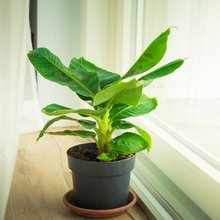 Ένα φυτό εσωτερικού χώρου που λατρεύει την υγρασία και επιβιώνει πανεύκολα