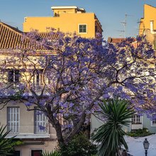 Εντυπωσιακό μωβ δέντρο γιακαράντα