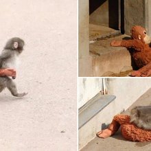 Ο Punch και η viral ιστορία του