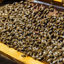 Κυψέλες στο Μινιόν
