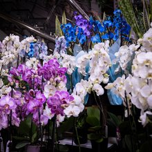 Το απλό συστατικό της κουζίνας που βοηθά την ορχιδέα να ανθίζει ξανά και ξανά