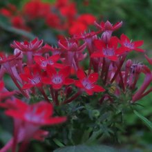 Το ιδανικό φυτό για να δώσει χρώμα και ζωή στον κήπο με ελάχιστη φροντίδα