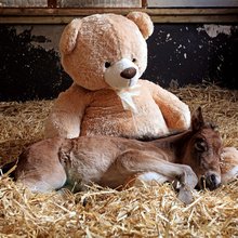 Ένα ορφανό πουλάρι με το όνομα Breeze κουρνιάζει αγκαλιά με μια αρκουδάκι στο Καταφύγιο Ιπποειδών και Πουλαριών στο Ντέβον, Αγγλία 