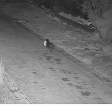 Σκύλος πετάει απορρίματα