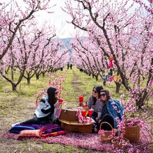 Οι ανθισμένες ροδακινιές της Βέροιας συγκέντρωσαν και φέτος χιλιάδες τουρίστες 