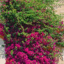 Φωτογραφία Unsplash 