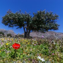 Όμορφο τοπίο με άγριο λιβάδι, πολλά μικρά πολύχρωμα ανθισμένα λουλούδια και μια ελιά την άνοιξη στη Λακωνία