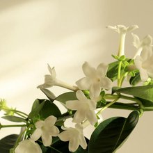 Το κομψό φυτό που γεμίζει τον κήπο με άρωμα και μπορεί άνετα να καλλιεργηθεί και σε γλάστρα