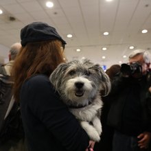 γκρι σκυλος αγκαλια