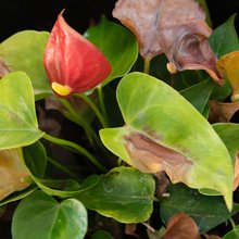 Γιατί γίνονται καφέ τα φύλλα των φυτών μας