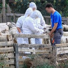 αιγοπρόβατα αφθώδης πυρετός
