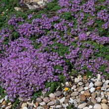 Φυτό για την άνοιξη