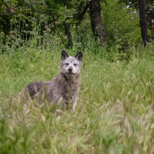 Λύκος, επιθέσεις, πρόβατα 