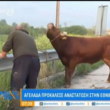 Αγελάδα ξέφυγε και κινούνταν στην Εθνική Οδό