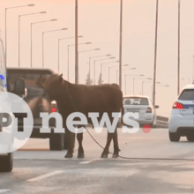 Αγελάδα στην Εθνική οδό