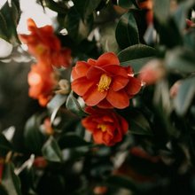 Camellia japonica/Φωτογραφία Unsplash