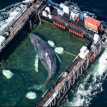 φάλαινα Τίμι διασωση