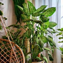 Δέντρα και φυτά