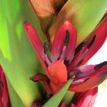 λουλούδι κρίνος