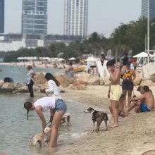Φεστιβάλ σκύλων στο Ντουμπάι