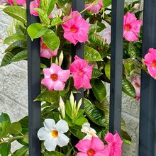 Αναρριχόμενο φυτό 