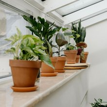 To μυστικό για υγιή φυτά βρίσκεται στην κουζίνα μας 