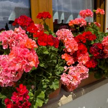 Γεράνια στο μπαλκόνι