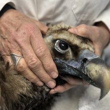 Μαυρόγυπας