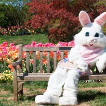 To λαγουδάκι του Πάσχα, μια από τις πιο αναγνωρίσιμες φιγούρες της σύγχρονης λαϊκής κουλτούρας, δεν αποτελεί απλώς ένα αθώο σύμβολο παιδικής χαράς και σοκολατένιων αυγών / SHUTTERSTOCK