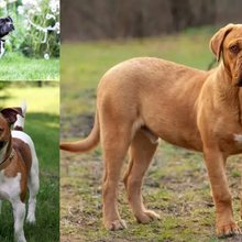 Ράτσες σκύλων που μπορούν να αποβούν θανατηφόρες