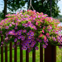 Σερφίνια στο μπαλκόνι